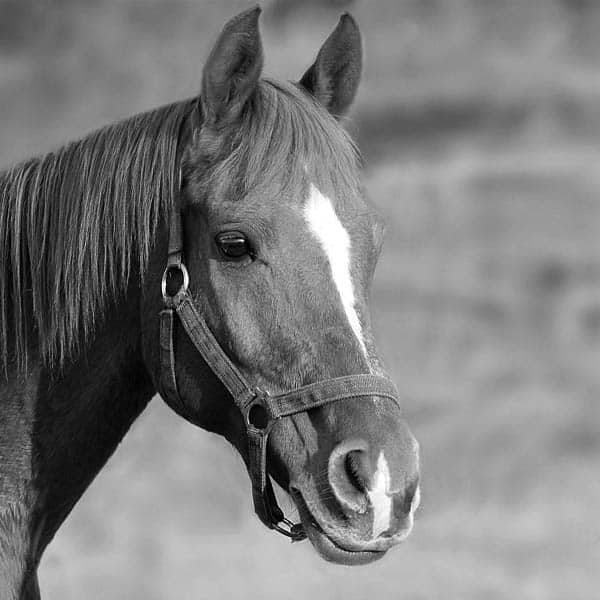 horse