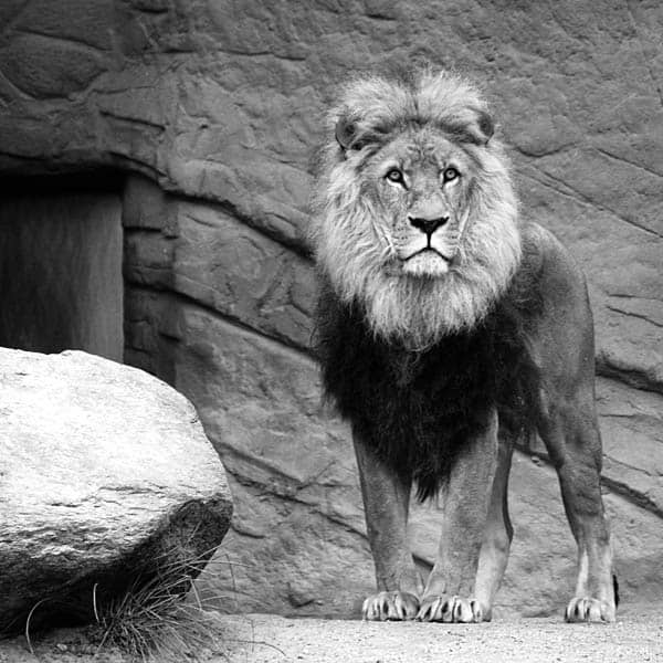 Lion