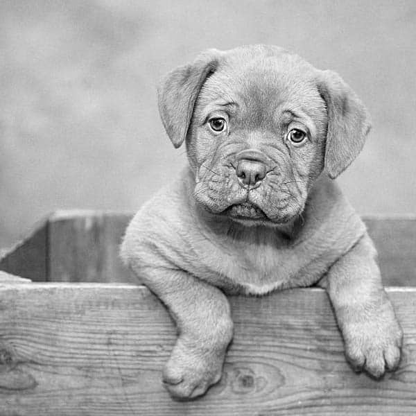 puppy